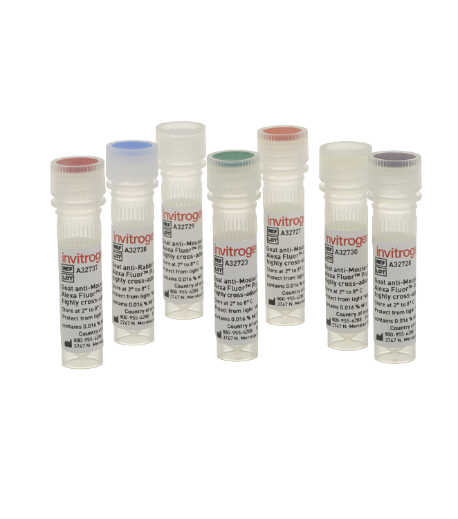 Invitrogen Antibodies