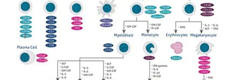 Stem Cell Differentiation Poster