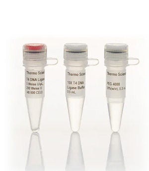 Thermo Scientific™ T4 DNA Ligase (5 U/μL)