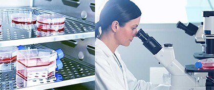 Die vielen Anwendungsbereiche, in denen CO2-Inkubatoren ihre Stärken zeigen Die vielen Anwendungsbereiche, in denen CO2-Inkubatoren ihre Stärken zeigen