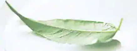 19011_greenerchoice Greener Choice