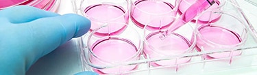 Media Mastery for Cell Culture
