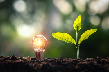 Lightbulb and plant in soil