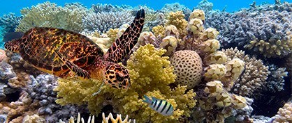The Great Barrier Reef, stretching over 2,000 kilometers, holds the title of being the biggest living structure on our planet.