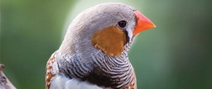 Zebra Finches Teach Us About Learning